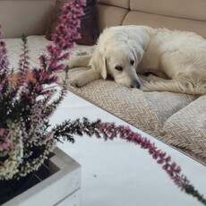 狗狗也有樣學樣？米克斯犬與主人「互相打鬧」讓網友笑翻