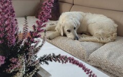 狗狗也有樣學樣？米克斯犬與主人「互相打鬧」讓網友笑翻