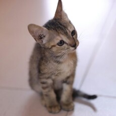 流浪小貓遭洪災失去家園！暖心志工幫助牠重迎新生