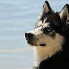 狗狗超會聽聲音？牠的「條件反射」遠超人類想像！