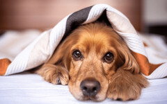 狗狗對「不公平對待」超敏感！這些行為藏著牠的抗議訊號