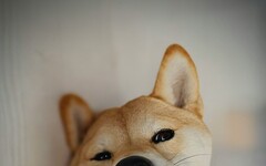 最多人飼養的狗狗排行榜！金毛犬熱門程度超乎想像