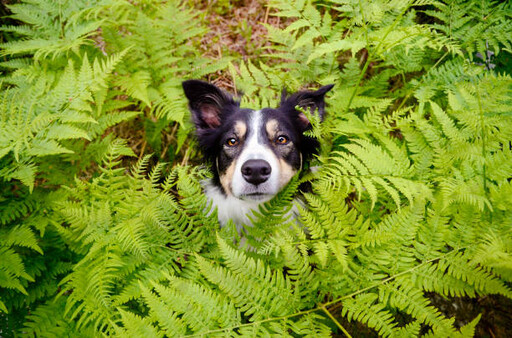 狗狗失蹤多半就在附近！第一時間要找的「藏匿點」曝光