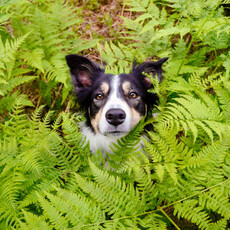 狗狗失蹤多半就在附近！第一時間要找的「藏匿點」曝光