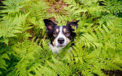 狗狗失蹤多半就在附近！第一時間要找的「藏匿點」曝光