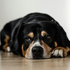 狗狗老年照護必須更用心！這五種常見「健康問題」千萬不可忽視