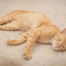 貓咪的「敏感區域」曝光 ! 這 3 個地方千萬別碰