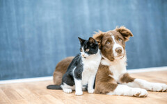 貓和狗能聽得懂「人話」嗎？誰更能明白主人的語言一次看懂！