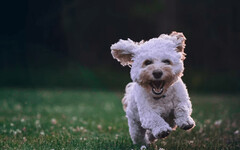 有些狗狗聽懂指令是基本 ? 竟還能記住詞義 理解力超乎想像！