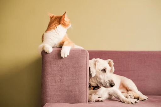 看似正常其實在求救？這些貓狗最常見的「行為警報」大解析 !