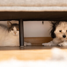 貓狗躲人、躲角落？小心可能是牠的「社交焦慮」在作祟！