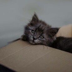 為什麼貓咪特別愛紙箱？這「五種原因」讓牠們瞬間上癮