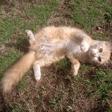 貓咪在飼主面前「翻肚」是什麼意思？從這 5 種情緒訊號看懂！