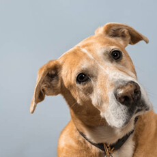 看懂狗狗身體語言！一次解析牠們最常被誤會的「7 種」行為