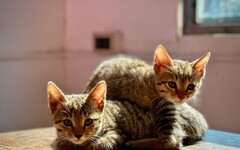 在家也能撿到貓？女子聽見「貓叫聲」果斷破牆發現意外驚喜！