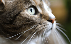 貓咪突然變得「異常」安靜？小心是身體發出的危險警訊！