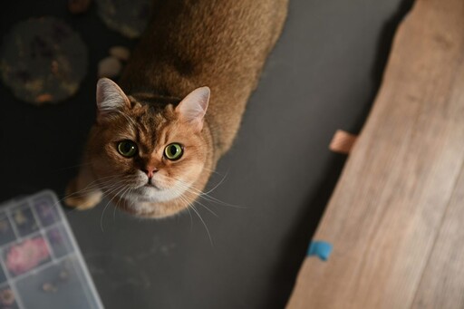 女子為愛貓「做點心」意外翻車?形狀特殊讓小貓傻眼烙跑!