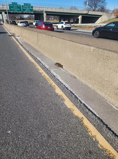高速公路驚見「毛茸茸的小生物」 好心男果斷下車表示：別擔心喵喵，偶來救你了！