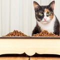 阿喵不開心？因為螞蟻偷吃飼料！快學這3招瞬間擊潰螞蟻大軍！