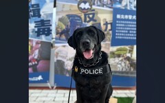 新北市甄選領養家庭 退役警犬期待有緣人