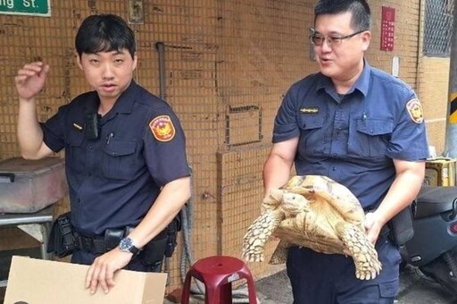 「蘇卡達象龜」翹家逛大街 警方順利圍捕讓牠平安回家