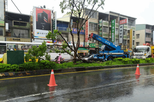 路樹頻倒釀死傷 王幼玲：褐根病、白蟻蛀、生長空間不足是原因