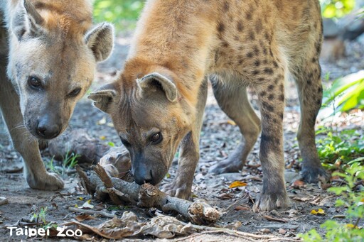 遊客擅闖動物圍欄餵食鬣狗 動物園：將嚴格依法究辦