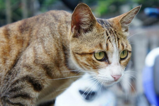 鄰貓侵門踏戶「毆打」家貓 飼主救援受傷求償敗訴確定