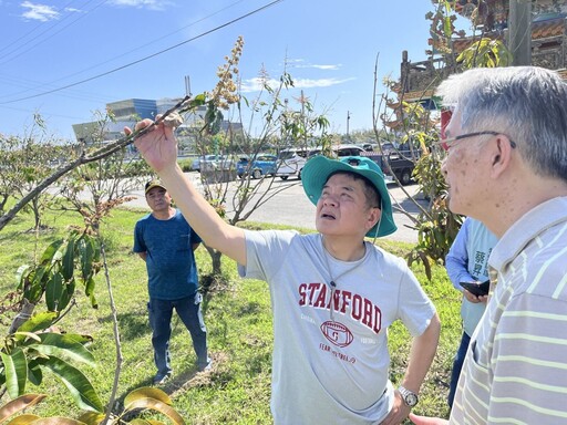 低溫導致夏雪芒果「空包彈」 莊瑞雄偕農業部台東會勘