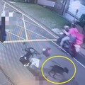 正妹牽狗散步遭惡犬攻擊 潔白小腿被咬3個洞