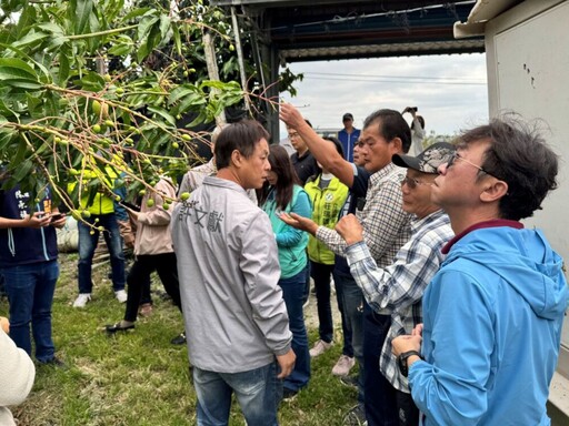 台東「改良種芒果」救助即日申辦 饒慶鈴不捨：協助農友產業復甦