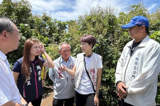 氣候異常致龍眼、荔枝嚴重災損 陳亭妃籲區公所應主動受理農民通報