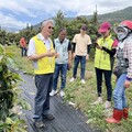 台東酪梨寒害著果率低 莊瑞雄、陳瑩服務處現勘災損爭取補助