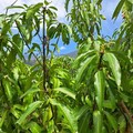 花蓮「改良種芒果」現金救助啟動 農業處：5/6截止