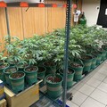 嫌看護收入低轉行種大麻 越南男攀窗玩命摔落6樓被逮