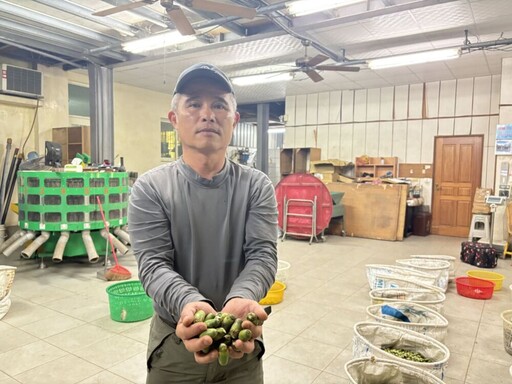 【檳榔農血淚2-1】黃志華痛訴萬棵心血遭青農強取廢園 張峻批國產署坐視不管