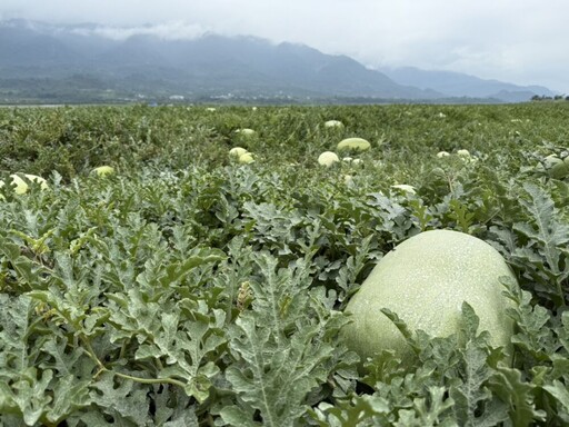 花蓮西瓜行情看漲 徐榛蔚預告：玉里5月中旬上市