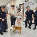 逃家毛孩深夜滿街跑 警出手「逮捕」可愛萌樣曝光