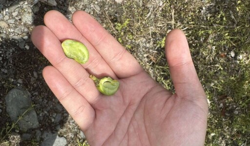 花蓮南區酪梨、改良種芒果低溫傳災情 農業處勘災速爭現金救助