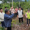 台東夏雪芒果、酪梨寒害傳災情 莊瑞雄、陳瑩促農業部速現金救助