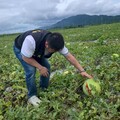 極端氣候花蓮西瓜近200公頃裂果 張峻「不忍卒睹」率各界為瓜農請命