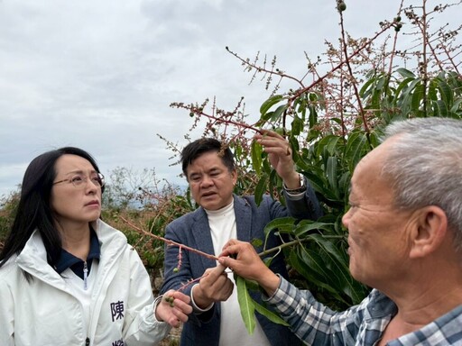 台東夏雪芒果寒害救助已撥款 陳瑩、莊瑞雄持續關注災情
