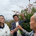 台東夏雪芒果寒害救助已撥款 陳瑩、莊瑞雄持續關注災情