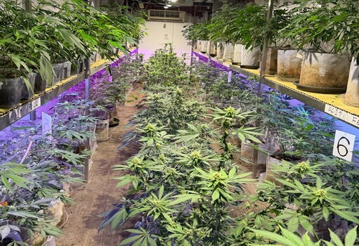 「有雞」栽種大麻 桃警破獲製毒工廠起獲1.6億大麻製品