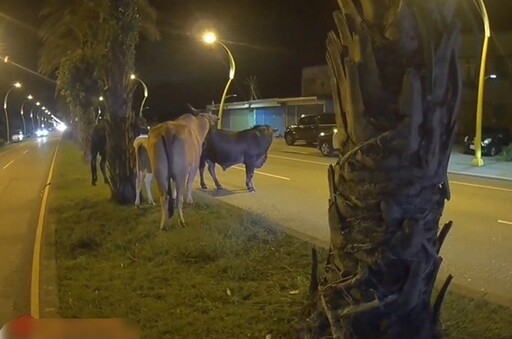 馬路上有牛散步 警開罰飼主涉未妥善管理動物