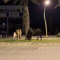 馬路上有牛散步 警開罰飼主涉未妥善管理動物