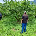 花蓮公告改良種芒果現金救助 徐榛蔚：受理至6/17止