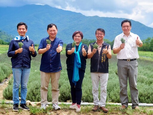池上芙彤園首批薰衣草收成 王志輝：開啟療癒經濟新篇章