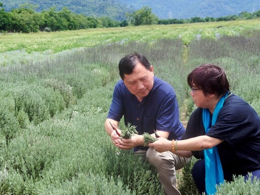 池上芙彤園首批薰衣草收成 王志輝：開啟療癒經濟新篇章