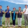 池上芙彤園首批薰衣草收成 王志輝：開啟療癒經濟新篇章
